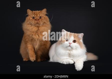 Majestätisch floofy rot fest und creme mit weißen jungen erwachsenen britischen Langhaar Katzen, liegen und sitzen nebeneinander. Blick auf die Kamera mit oder Stockfoto