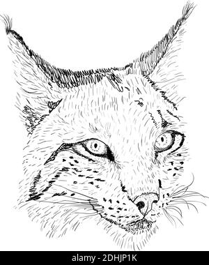 Skizze Silhouette Skizze Luchs Gesicht auf weißem Hintergrund Illustration. Stock Vektor