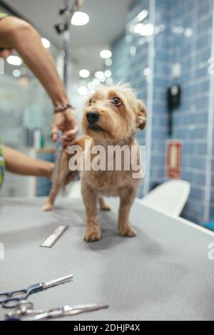 Nicht erkennbarer männlicher, schneidender Pelz des kleinen Norfolk Terrier, auf dem er steht Metalltisch im Friseursalon Stockfoto