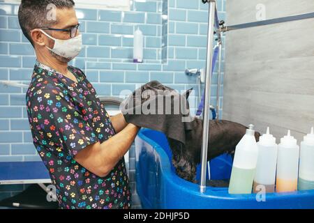 Seitenansicht des männlichen Pumers mit Handtuch wischen Wet Miniature Schnauzer Hund steht in Badewanne im modernen Pflegesalon Stockfoto