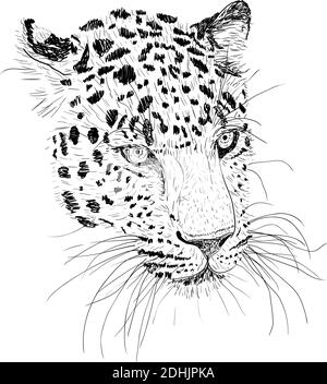 Skizze Silhouette Skizze Leoparden Gesicht auf weißem Hintergrund Illustration. Stock Vektor