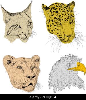 Set Skizze Silhouette Skizze Adler, Luchs, Leopard. Löwin Gesicht auf weißem Hintergrund Illustration. Stock Vektor