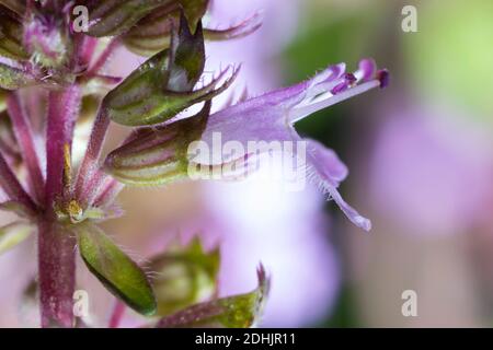 Feld-Thymian, Blüten, Einzelblüte, Thymian, Wilder Thymian, Feldthymian, Quendel, Breitblättriger Thymian, Arznei-Thymian, Gemeiner Thymian, Gewöhnlich Stockfoto