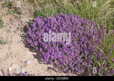 Feld-Thymian, Thymian, Wilder Thymian, Feldthymian, Quendel, Breitblättriger Thymian, Arznei-Thymian, Gemeiner Thymian, Gewellicher Thymian, Quendel- Stockfoto