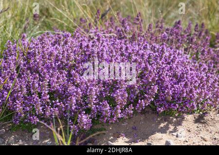 Feld-Thymian, Thymian, Wilder Thymian, Feldthymian, Quendel, Breitblättriger Thymian, Arznei-Thymian, Gemeiner Thymian, Gewellicher Thymian, Quendel- Stockfoto