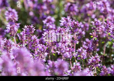 Feld-Thymian, Thymian, Wilder Thymian, Feldthymian, Quendel, Breitblättriger Thymian, Arznei-Thymian, Gemeiner Thymian, Gewellicher Thymian, Quendel- Stockfoto