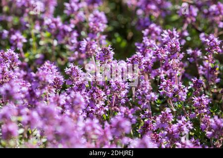 Feld-Thymian, Thymian, Wilder Thymian, Feldthymian, Quendel, Breitblättriger Thymian, Arznei-Thymian, Gemeiner Thymian, Gewellicher Thymian, Quendel- Stockfoto