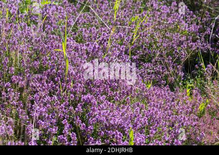 Feld-Thymian, Thymian, Wilder Thymian, Feldthymian, Quendel, Breitblättriger Thymian, Arznei-Thymian, Gemeiner Thymian, Gewellicher Thymian, Quendel- Stockfoto