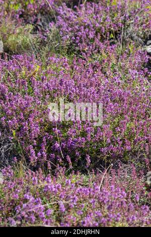 Feld-Thymian, Thymian, Wilder Thymian, Feldthymian, Quendel, Breitblättriger Thymian, Arznei-Thymian, Gemeiner Thymian, Gewellicher Thymian, Quendel- Stockfoto