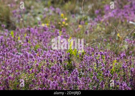 Feld-Thymian, Thymian, Wilder Thymian, Feldthymian, Quendel, Breitblättriger Thymian, Arznei-Thymian, Gemeiner Thymian, Gewellicher Thymian, Quendel- Stockfoto