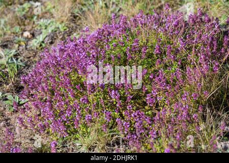 Feld-Thymian, Thymian, Wilder Thymian, Feldthymian, Quendel, Breitblättriger Thymian, Arznei-Thymian, Gemeiner Thymian, Gewellicher Thymian, Quendel- Stockfoto