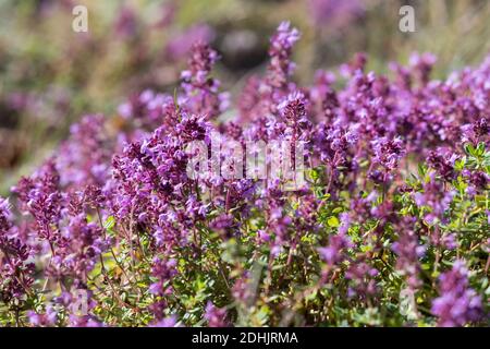 Feld-Thymian, Thymian, Wilder Thymian, Feldthymian, Quendel, Breitblättriger Thymian, Arznei-Thymian, Gemeiner Thymian, Gewellicher Thymian, Quendel- Stockfoto