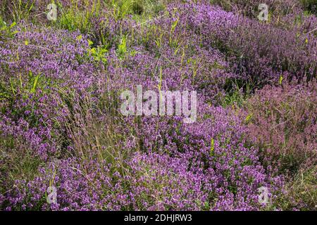 Feld-Thymian, Thymian, Wilder Thymian, Feldthymian, Quendel, Breitblättriger Thymian, Arznei-Thymian, Gemeiner Thymian, Gewellicher Thymian, Quendel- Stockfoto