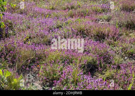 Feld-Thymian, Thymian, Wilder Thymian, Feldthymian, Quendel, Breitblättriger Thymian, Arznei-Thymian, Gemeiner Thymian, Gewellicher Thymian, Quendel- Stockfoto