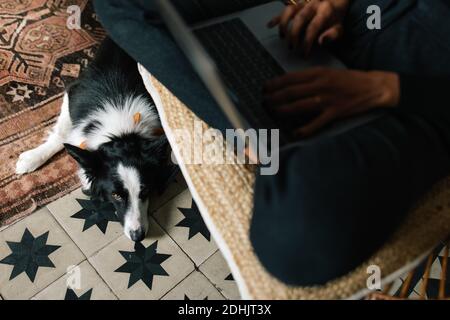Von oben der Ernte verschwommen weibliche Freiberuflerin auf Laptop arbeiten Im Zimmer mit entzückenden Border Collie Hund entspannen auf dem Teppich Stockfoto