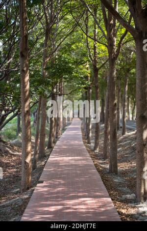 Langer Asphaltweg umgeben von grünen Bäumen in Tanya Shen Grüner Radweg in Taichung Stockfoto