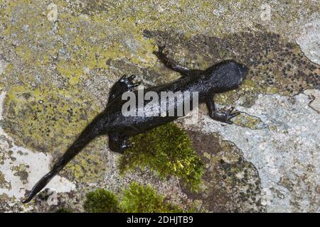 Bergmolch, Berg-Molch, Alpenmolch, Alpen-Molch, Weibchen, Molch, Molche, Ichthyosaura alpestris, Triturus alpestris, Mesotriton alpestris, Alpine Newt Stockfoto