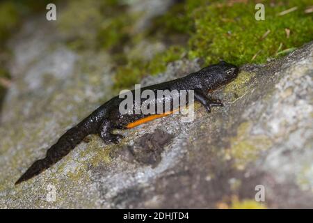 Bergmolch, Berg-Molch, Alpenmolch, Alpen-Molch, Weibchen, Molch, Molche, Ichthyosaura alpestris, Triturus alpestris, Mesotriton alpestris, Alpine Newt Stockfoto