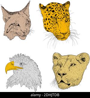 Set Skizze Silhouette Skizze Adler, Luchs, Leopard. Löwin Gesicht auf weißem Hintergrund Illustration. Stock Vektor