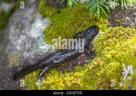 Bergmolch, Berg-Molch, Alpenmolch, Alpen-Molch, Weibchen, Molch, Molche, Ichthyosaura alpestris, Triturus alpestris, Mesotriton alpestris, Alpine Newt Stockfoto