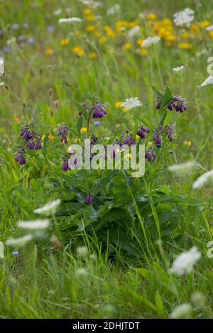 Beinwell, echter Beinwell, gewöhnlicher Beinwell, Arznei-Beinwell, Beinwurz, Wilder Komfrey, Symphytum officinale, Gemeine Beinwell, echte Beinwell, comfr Stockfoto