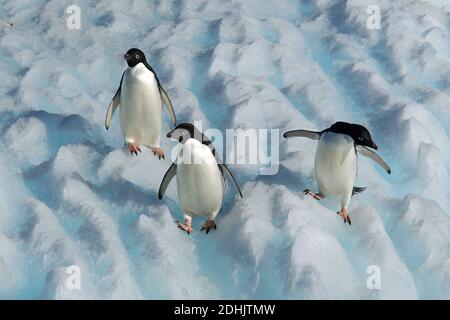 Suedamerika, Antarktis, Pinguine, Adelie-Pinguine, Adeliepinguin, Kolonie, (Pygoscelis adeliae), Stockfoto