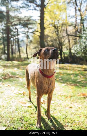 Neugieriger brauner Kurzhaarhund im roten Halsband, der nach oben schaut Stehen auf grüner Wiese im Park Stockfoto