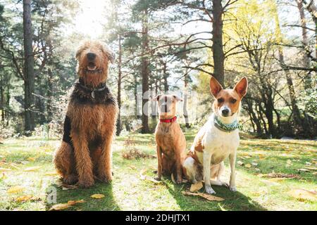 Gesichtsloser Besitzer streichelt Erdelterier, während er auf dem Rasen mit Gehorsam steht Basenji und metis Hunde im Sonnenlicht Stockfoto