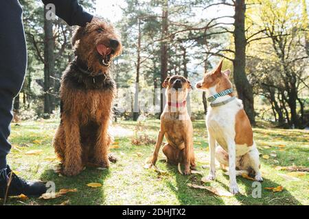 Gesichtsloser Besitzer streichelt Erdelterier, während er auf dem Rasen mit Gehorsam steht Basenji und metis Hunde im Sonnenlicht Stockfoto