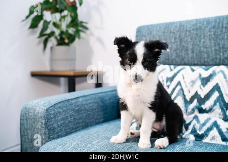Liebenswert schwarz und weiß Grenze Collie Welpe sitzt auf Couch Und Blick auf die Kamera Stockfoto