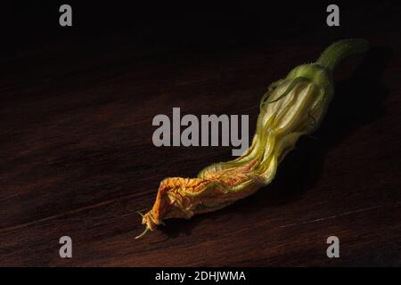 Barocke Malerei Stil Stillleben mit frischen essbaren Zucchini Blumen Komponiert auf dunkler Holzoberfläche mit Bildlicht Stockfoto