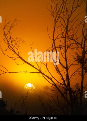 Sonnenuntergang Sonne scheint durch Äste von Bäumen in der Natur Stockfoto