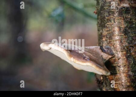 Birkenklammpilz, Piptoporus betulinus, auf silbernem Birkenstamm, spätherbstlicher Wald Stockfoto