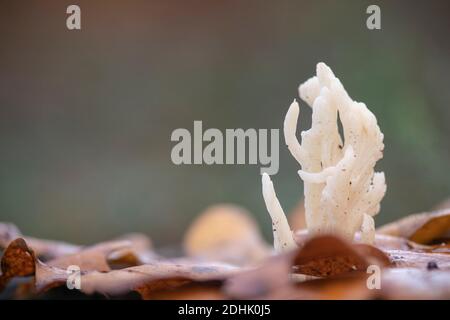 Weiße Korallenpilze, Ramariopsis kunzei, auf blattbedecktem Baumstumpf Stockfoto