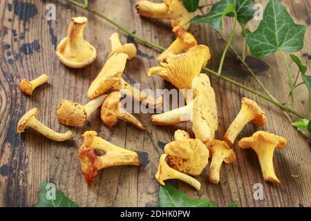 Cantharellus cibarius, allgemein bekannt als Pfifferlinge, goldene Pfifferlinge oder girolle. Pilze zum Essen Stockfoto