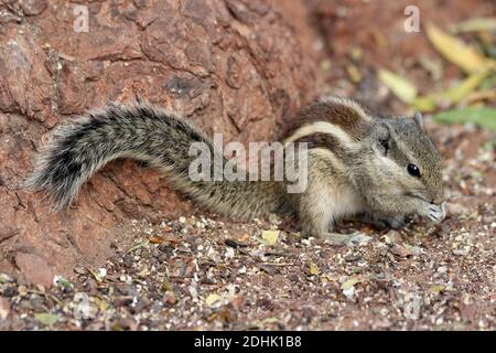 Northern Palm Squirrel (Funambulus pennantii) alias 5-gestreiften Palm Eichhörnchen Stockfoto