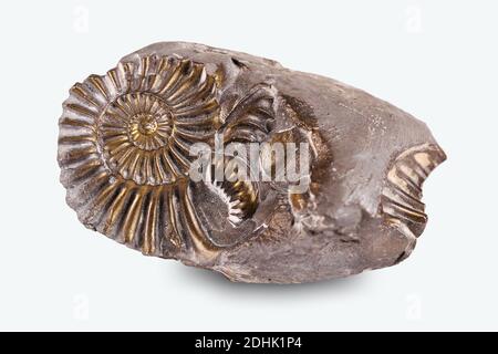 Versteinerte Schnecke im Stein, Ammonit Stockfoto