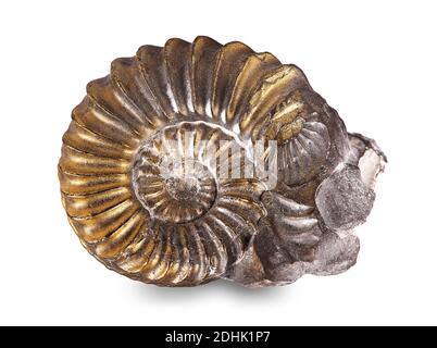 Versteinerte Schnecke im Stein, Ammonit Stockfoto