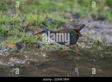 Wasserbahn, Rallye aquaticus, auf der Suche nach Nahrung an einem frühen Wintermorgen Stockfoto