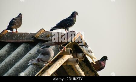 Tauben sitzen auf dem Dach Stockfoto