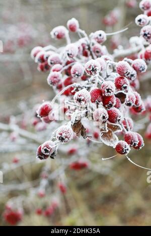 Milchdornbeeren im Garten. Winterzeit Stockfoto