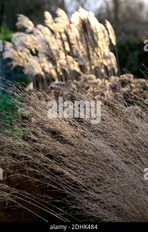 Molinia caerulea subsp arundinacea transparent, Miscanthus sinensis Malepartus, chinesisches Silbergras, Winter, hinterleuchtet, Hintergrundbeleuchtung, ornamentale Gra Stockfoto