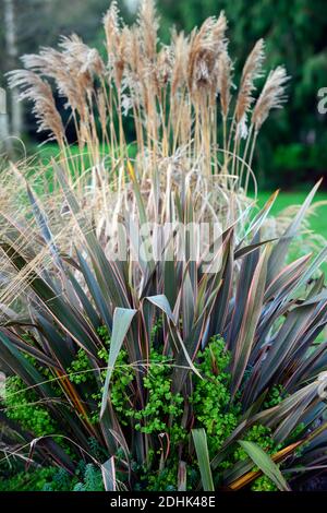 Phormium Maori Queen, neuseeländischer Flachs, Phormium Regenbogenkönigin, gemischte Pflanzung, Euphorbia, Limettengrün, Miscanthus sinensis Malepartus, Chinesisches Silv Stockfoto