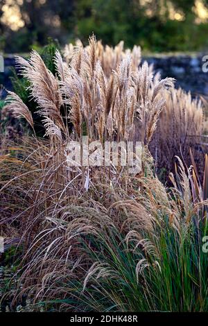 Miscanthus sinensis 'Malepartus', chinesisches Silbergras, Winter, hinterleuchtet, Hintergrundbeleuchtung, Ziergras, Ziergräser, Garten, Gärten, RM Floral Stockfoto