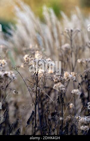 Saatkopf, Saatköpfe, tote Pflanzen, Pflanzenskelett, Miscanthus sinensis Malepartus, chinesisches Silbergras, Winter, hinterleuchtet, Hintergrundbeleuchtung, ornamentale Gras Stockfoto