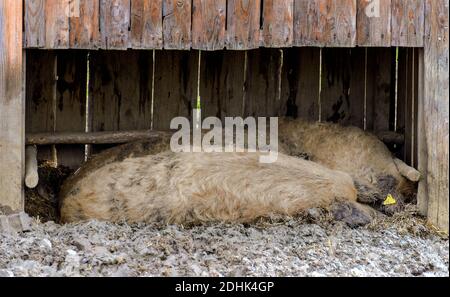 Wollige Schweine schlafen in einem offenen Holzhaus Stockfoto