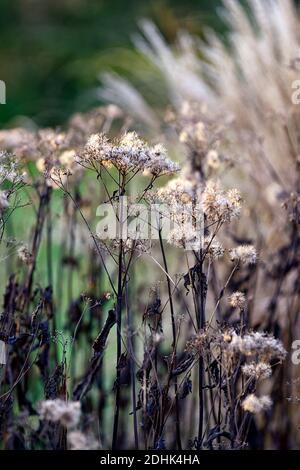 Saatkopf, Saatköpfe, tote Pflanzen, Pflanzenskelett, Miscanthus sinensis Malepartus, chinesisches Silbergras, Winter, hinterleuchtet, Hintergrundbeleuchtung, ornamentale Gras Stockfoto