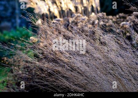 Molinia caerulea subsp arundinacea transparent, Winter, hinterleuchtet, Hintergrundbeleuchtung, Ziergras, Ziergräser, Garten, Gärten, RM Floral Stockfoto