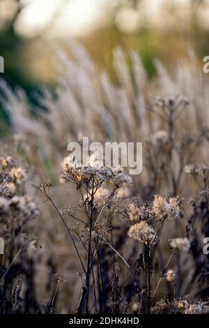 Saatkopf, Saatköpfe, tote Pflanzen, Pflanzenskelett, Miscanthus sinensis Malepartus, chinesisches Silbergras, Winter, hinterleuchtet, Hintergrundbeleuchtung, ornamentale Gras Stockfoto