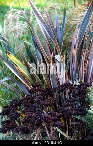 Winter, Pflanzenskelett, Saatkopf, Saatköpfe, Hylotephium Matrona Steinekrop Matrona, Sedum, Sedums, Phormium Maori Queen, Neuseeland Flachs, Phormium Regenbogen F Stockfoto